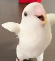 くーちゃんの画像
