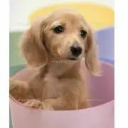 ろんの画像