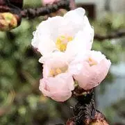 ささみの画像