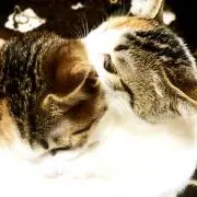 ひで