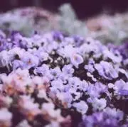 maの画像