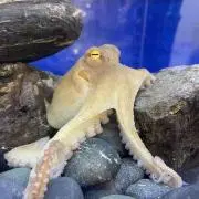 りんごの画像