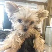 Lisaの画像