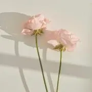 cの画像
