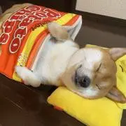 麒麟xxの画像