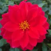 あおたんの画像