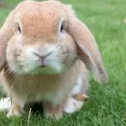 うなぎ