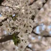 muaの画像