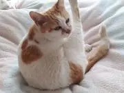 ほむほむの画像
