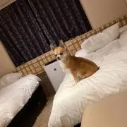 はるちゃんの画像