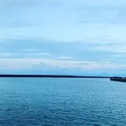 たまの画像