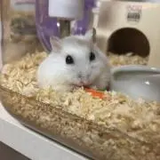 ハムちゃん