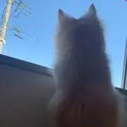 チワワの画像