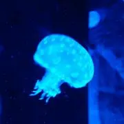 きなこ★防災頭巾カバー2000円均一★の画像