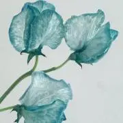 suzuの画像