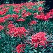 秘密の花園の画像