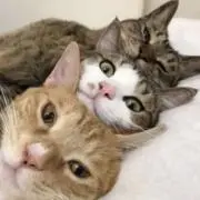 はちねこやの画像