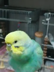 ラズベリーの画像