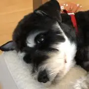 momozu