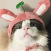 きい