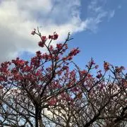 ばべきゅーの画像