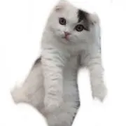かりめるの画像