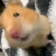 hamの画像