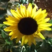 のむらももか