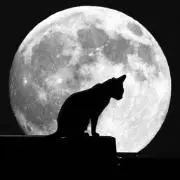 黒猫