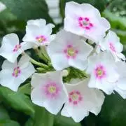 にこぽん