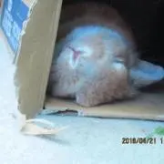 献立
