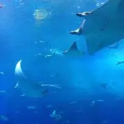 けーん