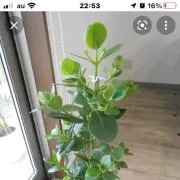 くぅくぅの画像