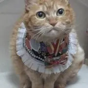 ruriの画像