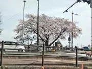 パブロの画像