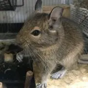 漣