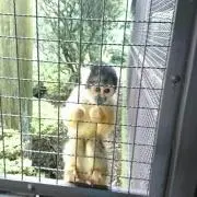 3匹のこぶた☆プロフみてね！