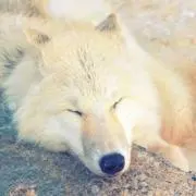 ツキ