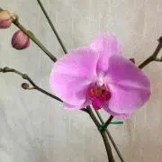 あんと