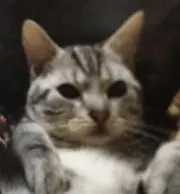 meruの画像