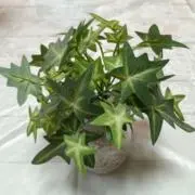 キャサリンの画像