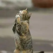 紫
