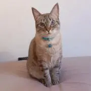 ナオキの画像