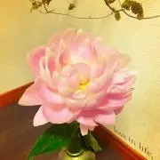 rinpoxx♡プロフ必読お願いします