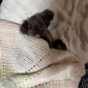 たまご