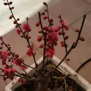 Juriの画像
