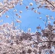 まみの画像