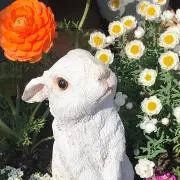 とらみの画像