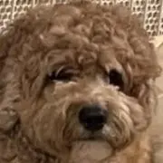 たった