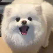 ポメ